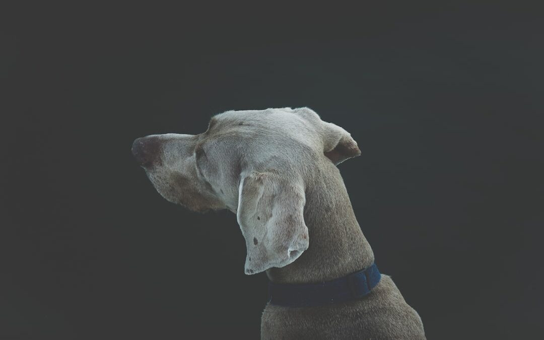 Assurance Dachshund (Teckel) : Protégez votre chien en 2026