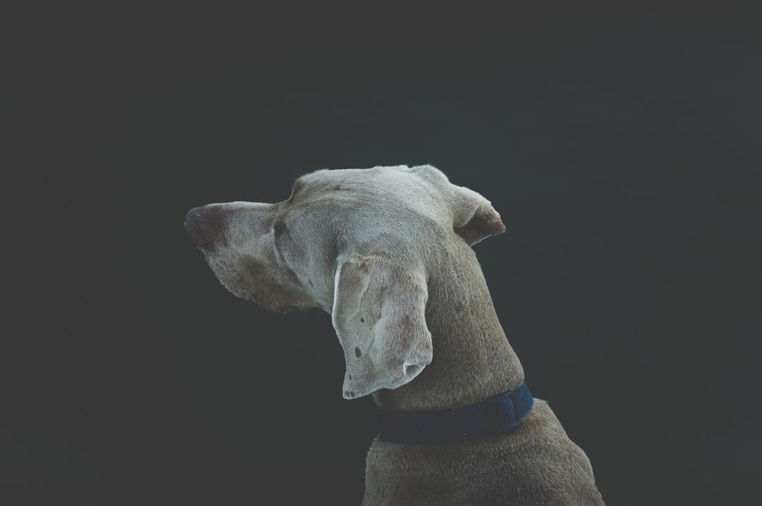 Assurance Dachshund — guide complet