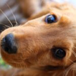 Assurance Santé Teckel : Protection Contre les Frais Vétérinaires Imprévisibles