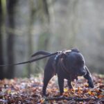 Assurance Staffordshire Bull Terrier — guide complet