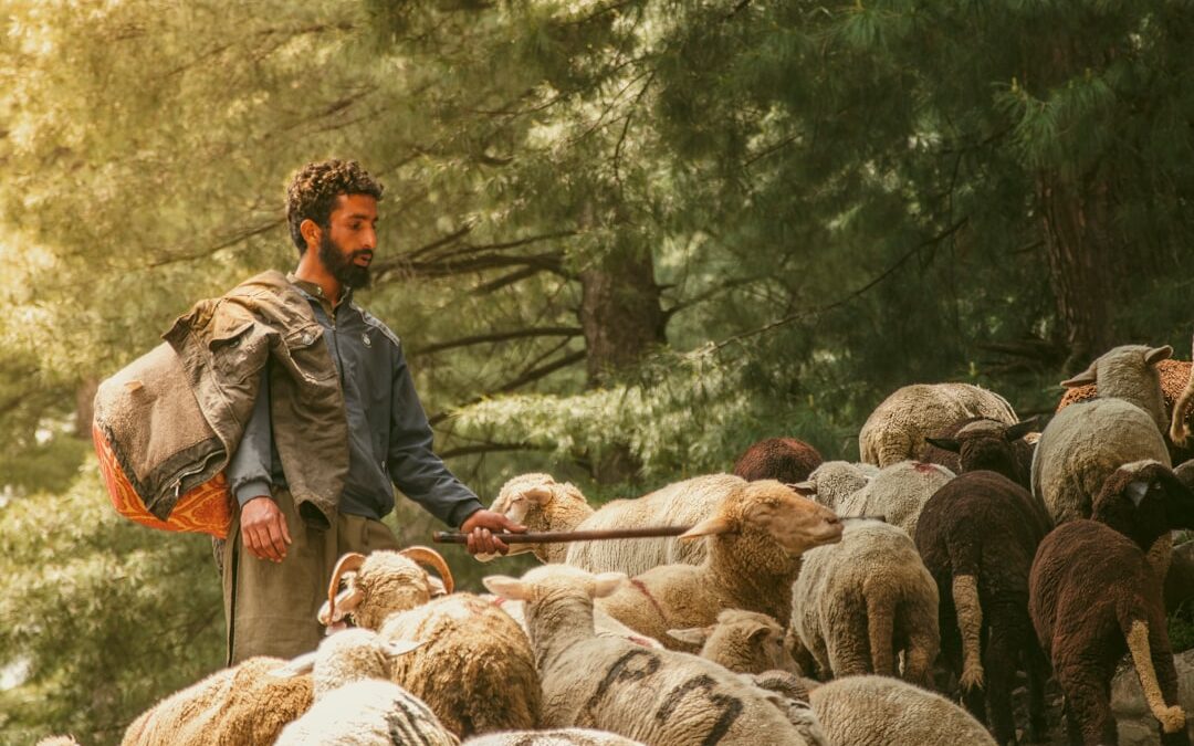 Assurance Berger Belge Malinois : protection santé adaptée à cette race athlétique