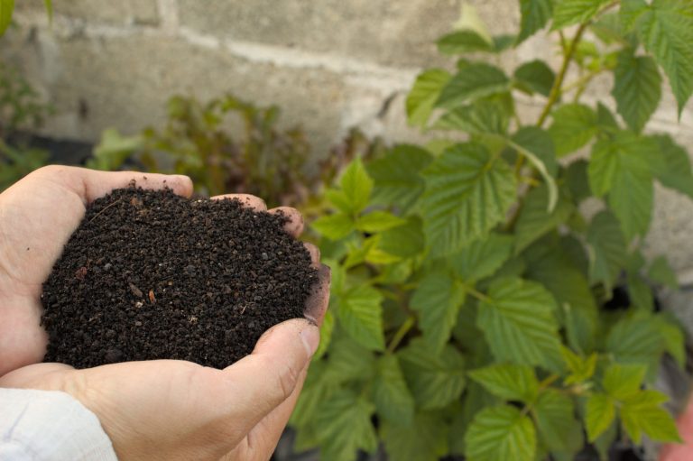 Comment évaluer et réduire l’empreinte carbone de votre jardin ?
