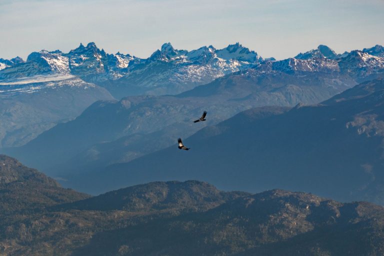 Nouvelles protections pour les espèces menacées : le cas du lagopède alpin et du grand tétras