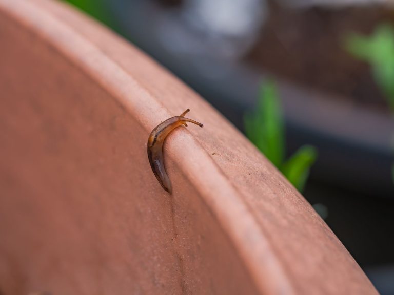 Comment protéger votre jardin des limaces ?