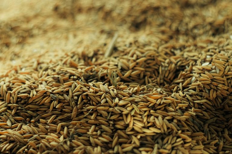 Produits phares de la fête agricole de Sospel : un tour d&rsquo;horizon