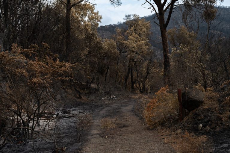 Incendies de broussailles près de Nice : un danger sous-estimé