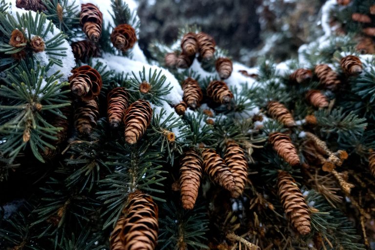 Pinecone : Comment une start-up se transforme en géant de l&rsquo;IA