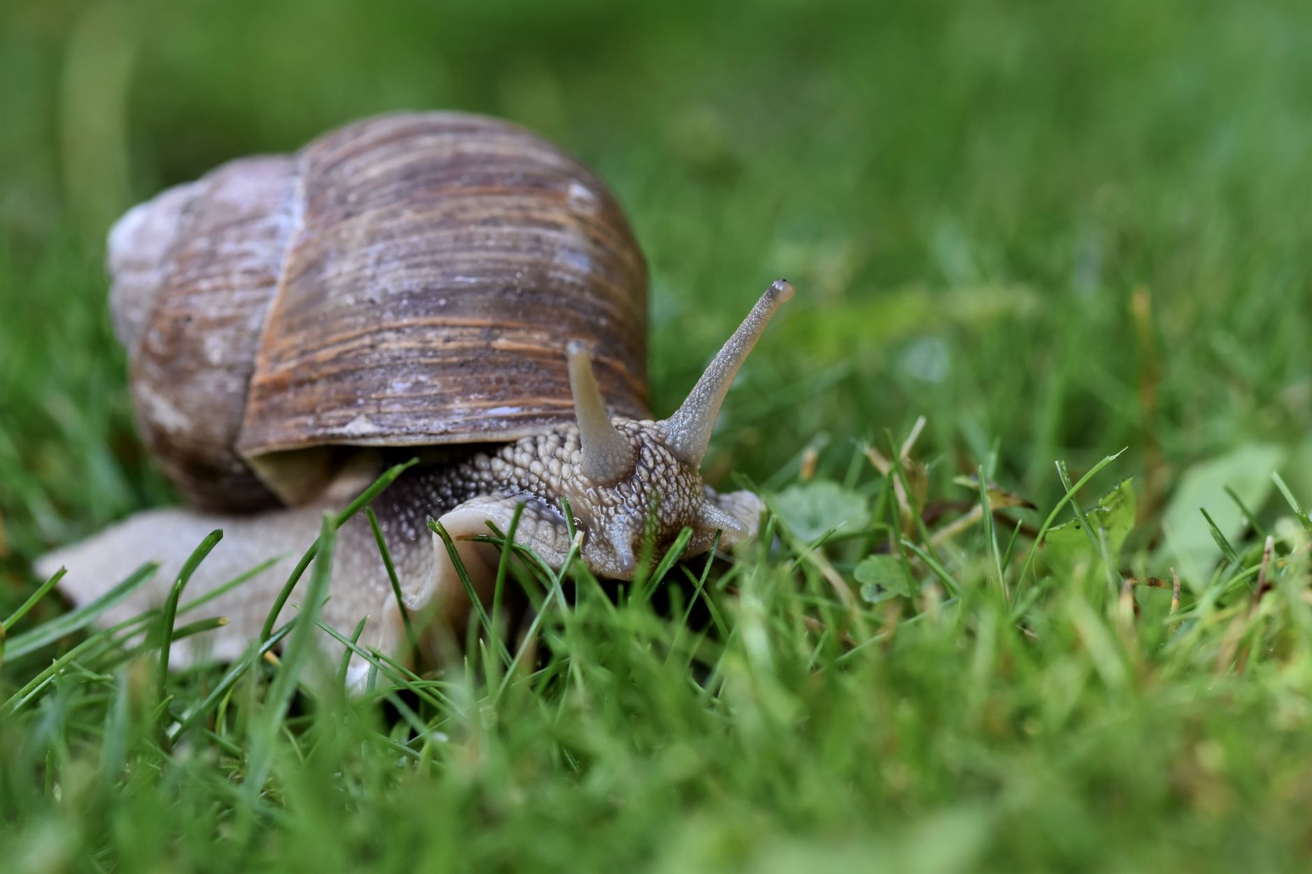 Comment protéger votre jardin des limaces ?