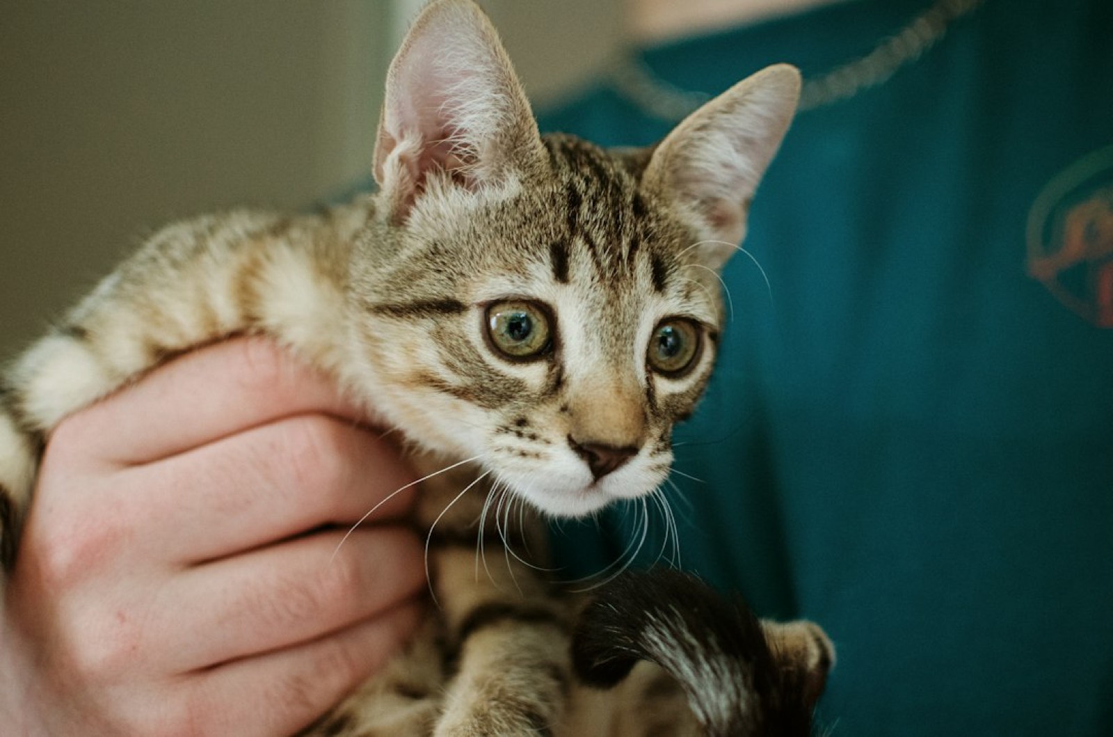 Chat examiné par une vétérinaire pendant une consultation d'urgence