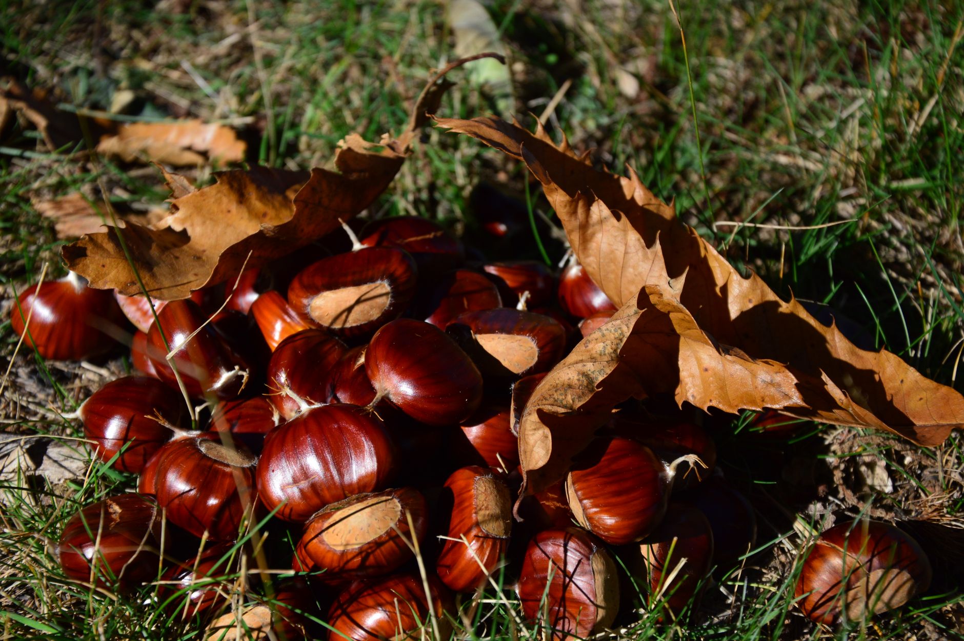 Découvrez les délices de l'automne dans les Alpes-Maritimes
