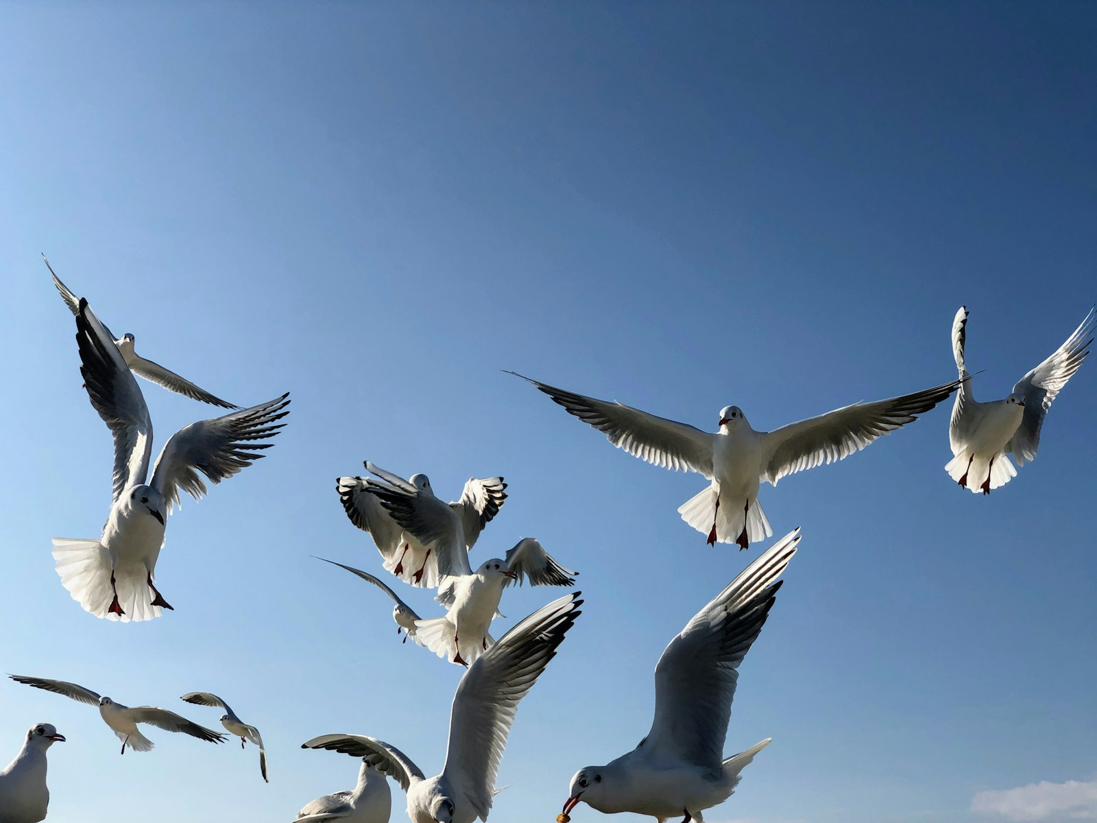 Ne manquez pas ces événements incontournables pour les passionnés d'oiseaux dans les Alpes-Maritimes !