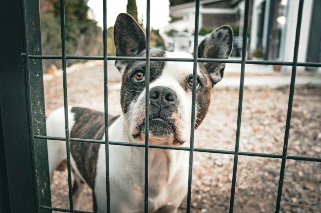 Garde d'animaux pendant les vacances : quelle solution choisir dans le