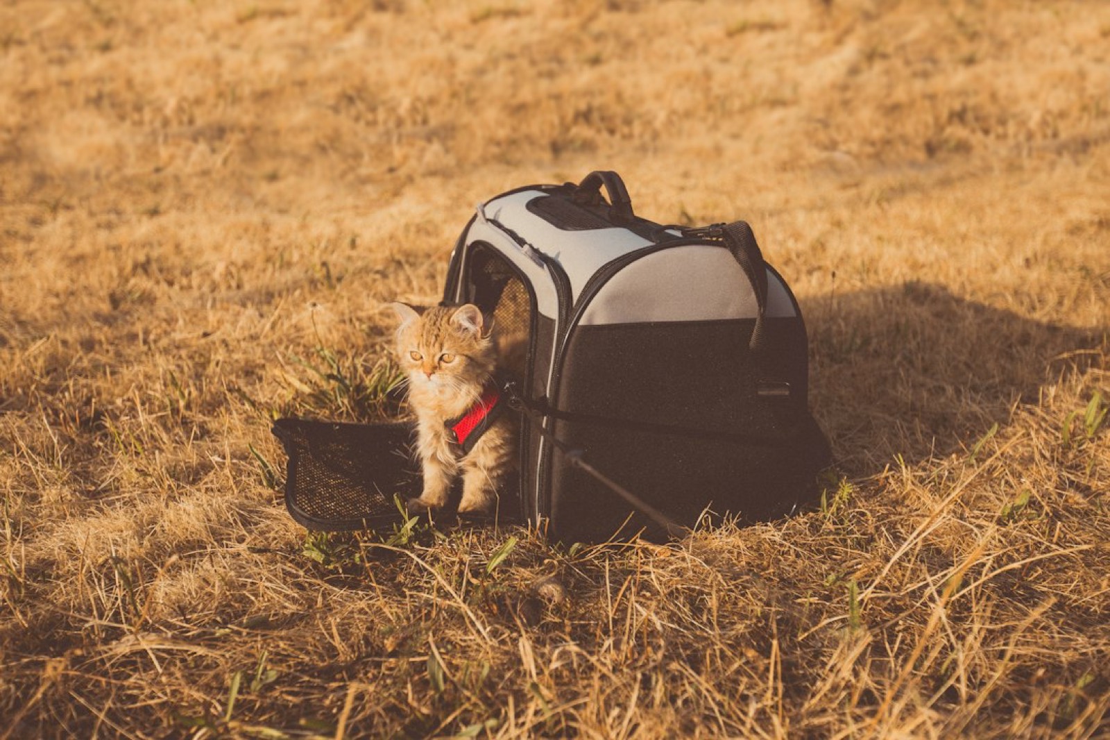chat dans une caisse de transport près d'une valise avant un départ en vacances