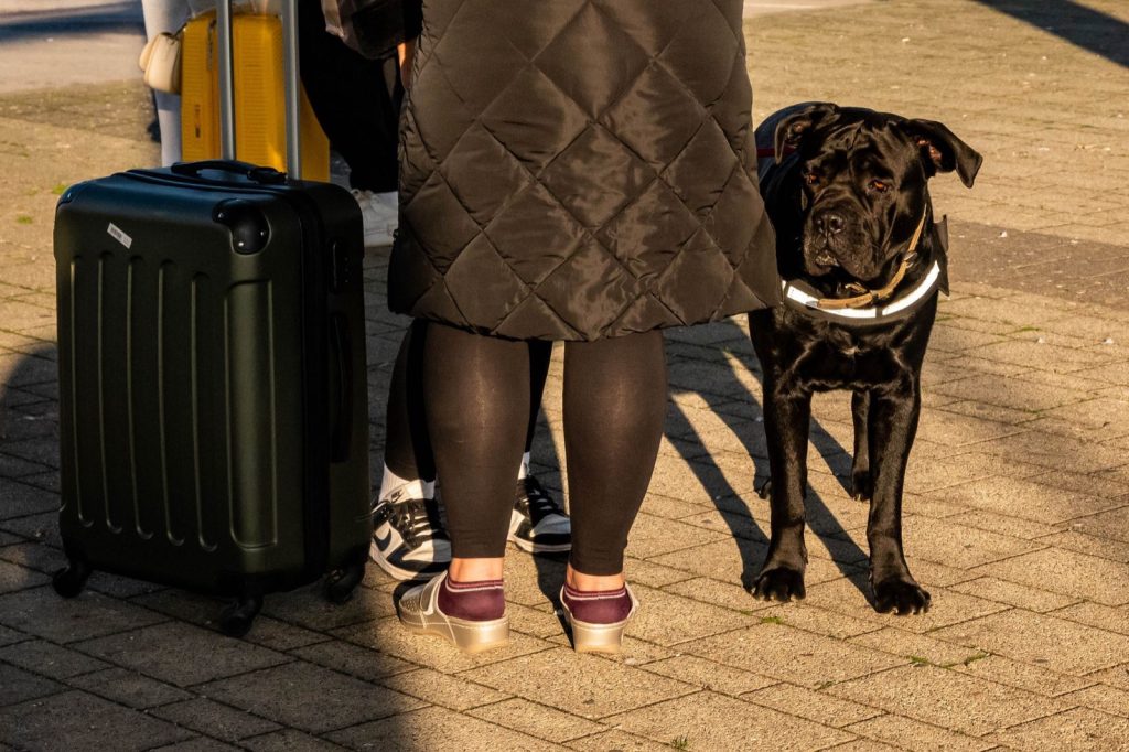 Garde de chien chez un particulier : ce qu'il faut vérifier avant de r