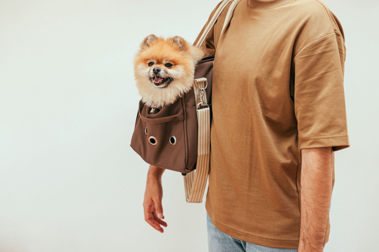 Carnet de santé et transport pour chien avant une garde